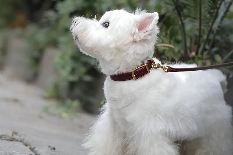 Simple Style Italian Leather Collar and Lead Set